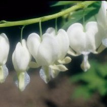 ph 18242_12 White bleeding hearts, May 1993.