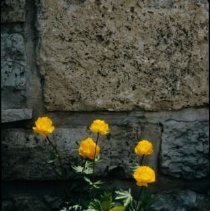 ph 18242_13 Yellow flowers against stone wall, May 1993.
