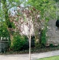ph 18242_3 Purple plum tree, May 1992.