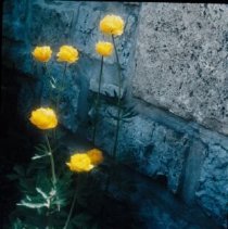 ph 18242_4 Yellow flowers, June 1992.