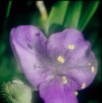 ph 18243_10 Purple flower, June 1994.