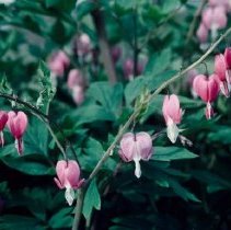 ph 18243_11 Bleeding hearts, June 1994.