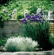 ph 18243_12 Pond, flowers and wall, June 1994.