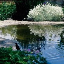 ph 18243_13 Blackbird beside pond, 17 June 1994.
