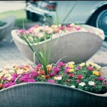 ph 18243_14 Flowers [planted by Fergus Horticultural Society?], 1994.