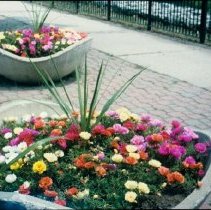 ph 18243_15 Flowers [planted by Fergus Horticultural Society?], 1994.