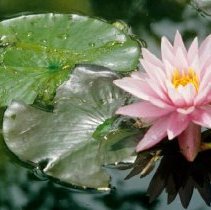 ph 18243_17 Pink waterlily and lily pads, Aug. 1994.