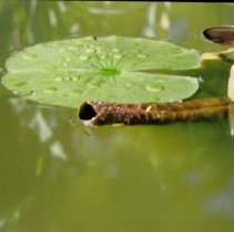 ph 18243_18 Lily pads and flower bud, 1994.
