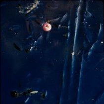 ph 18243_19 Berry in ice, Nov. 1994.