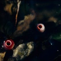 ph 18243_20 Berries in ice, Nov. 1994.