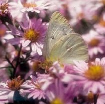 ph 18243_3 Yellow butterfly on purple flowers, 14 or 15 Oct. 1993.