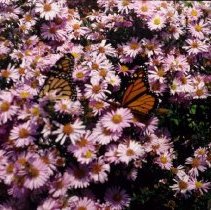 ph 18243_4 Monarch butterflies on purple flowers, Oct. 1993.