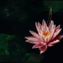 ph 18243_7 Pink waterlily and lily pads, Aug. 1994.