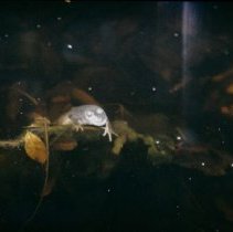 ph 18244_1 Frog, Dec. 1994.