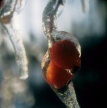 ph 18244_12 Red berries in an icicle, 28 Nov. 1995.