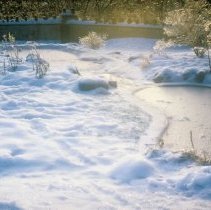 ph 18244_13 Icy ponds and shrubs, 28 Nov. 1995.
