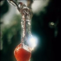 ph 18244_14 Red berry encased in icicle, 28 Nov. 1995.
