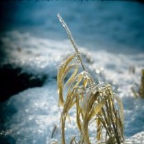 ph 18244_15 Yellow grassy leaves covered in ice, 28 Nov. 1995.