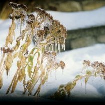 ph 18244_16 Ice-covered dried flowers, 28 Nov. 1995.
