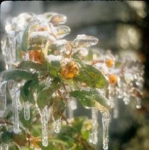 ph 18244_17 Icicle-laden berry bush, 28 Nov. 1995.
