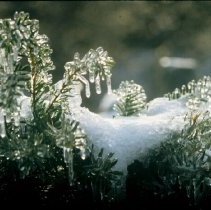 ph 18244_18 Ice dripping from evergreen bush, 28 Nov. 1995.