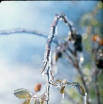 ph 18244_19 Iced branch, 28 Nov. 1995.