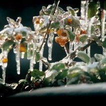 ph 18244_20 Icicles covering berry plant, 28 Nov. 1995.