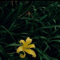 ph 18244_6 Yellow lily, Aug. 1995.
