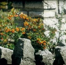 ph 18244_8 Plant with red berries, 1995.