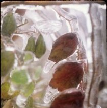 ph 18245_1 Leaves encased in ice, 28 Nov. 1995.