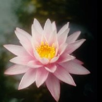 ph 18245_11 Pink and yellow waterlily, Sept. 1996.