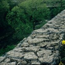 ph 18245_13 Daffodils line wall overlooking river, 1997.