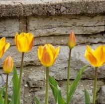 ph 18245_14 Yellow and pink tulips, May 1997.