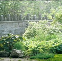 ph 18245_15 Lush greenery and stone wall, 13 June 1997.