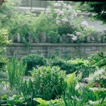 ph 18245_17 Lush foliage, June 1997.
