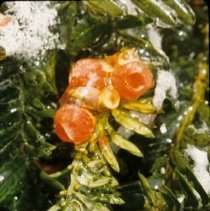 ph 18245_2 Icy red berries on an evergreen, 29 Nov. 1995.
