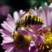 ph 18245_6 Wasp on purple flower, June 1996.