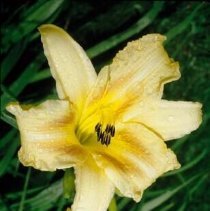 ph 18245_7 Yellow and orange lily, 1996.