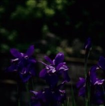 ph 18245_8 Purple irises, June 1996.