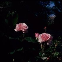ph 18245_9 Pink roses, July 1996.