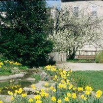 ph 18246_10 Daffodil beds, 1998.