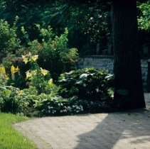 ph 18246_14 Winding pathway, gardens and trees, 14 June 1999.