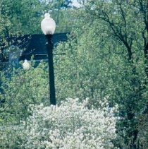 ph 18246_15 Bushes, lamp posts, and iron railing, 1999.
