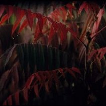 ph 18246_16 Red sumac leaves, fall 1999.