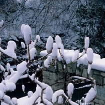 ph 18246_17 Snow covered sumac with stone wall behind, 04 November 1999.