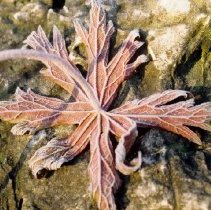 ph 18246_18 Underside of frosted red leaf on rock, December 1999.