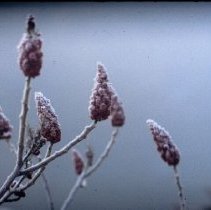 ph 18246_20 Frosted sumac tops in the fog, February 2000.
