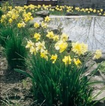ph 18246_3 Daffodils beside pond, 30 April 1998.