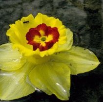 ph 18246_5 Daffodil in puddle, 02 May 1998.