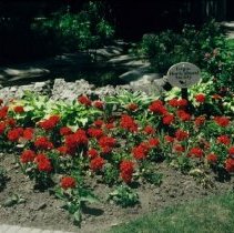 ph 18246_8 Flower bed with sign "Fergus Horticultural Society", 20 July 199